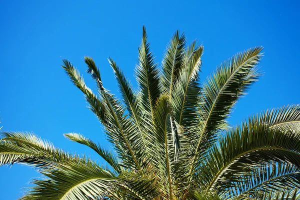 Palme auf dem Hintergrund südblauer Himmel — Stockfoto